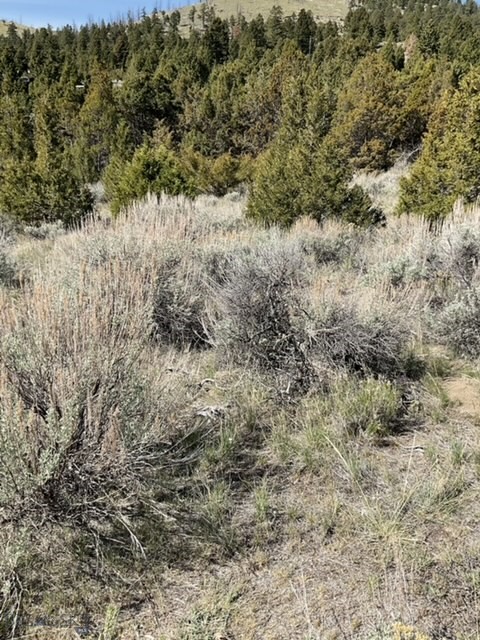 TBD Friendspring Road, Whitehall MT 59759