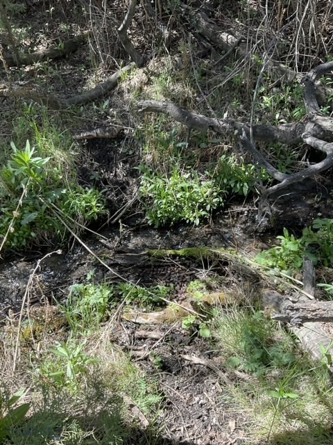 TBD Friendspring Road, Whitehall MT 59759
