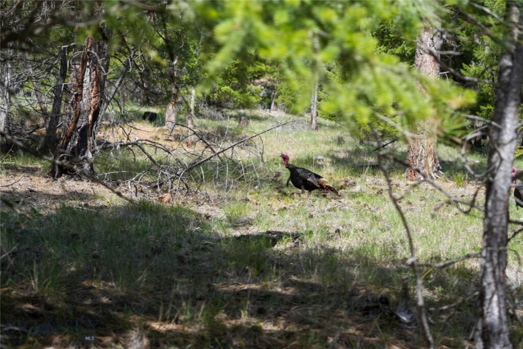 TBD Cougar Creek Way, Superior MT 59872