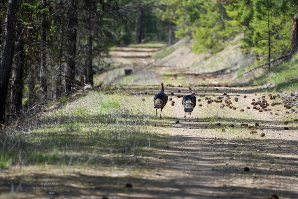 TBD Cougar Creek Way, Superior MT 59872