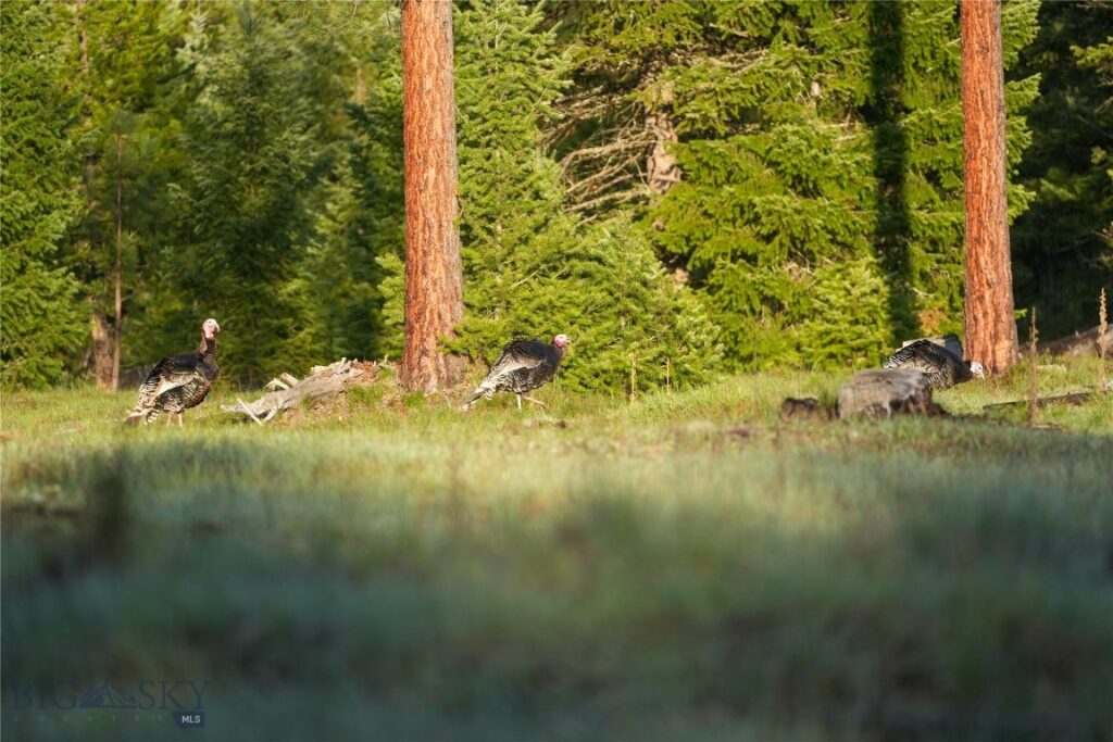 TBD Cougar Creek Way, Superior MT 59872