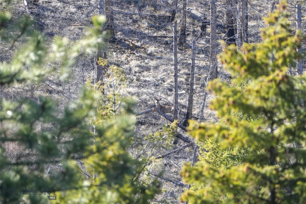 TBD Cougar Creek Way, Superior MT 59872