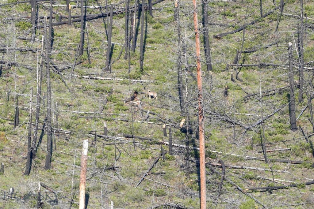 TBD Cougar Creek Way, Superior MT 59872