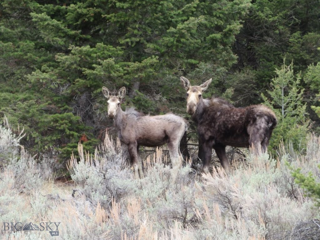 TBD Camp Creek Road, Melrose MT 59743