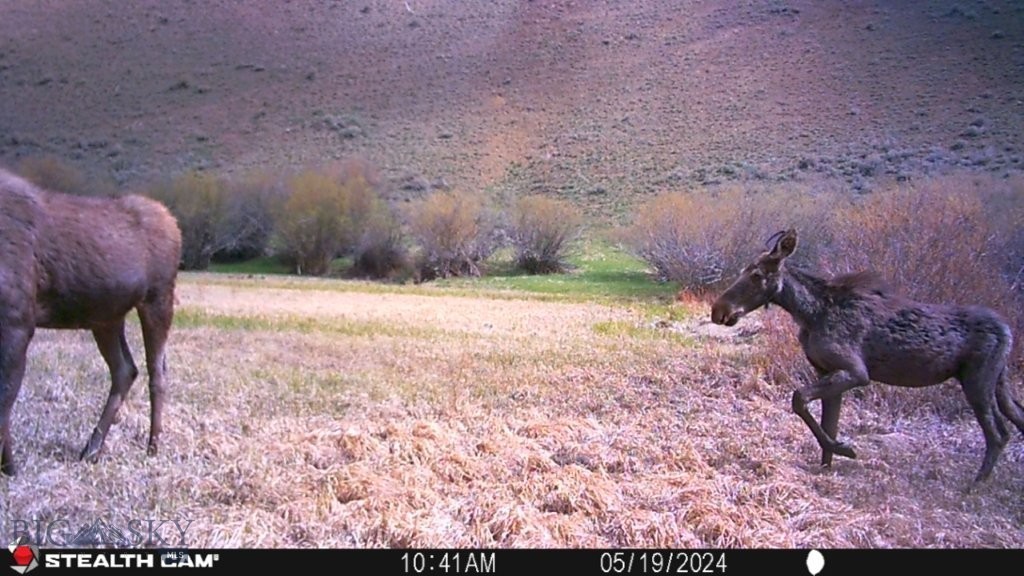 TBD Camp Creek Road, Melrose MT 59743