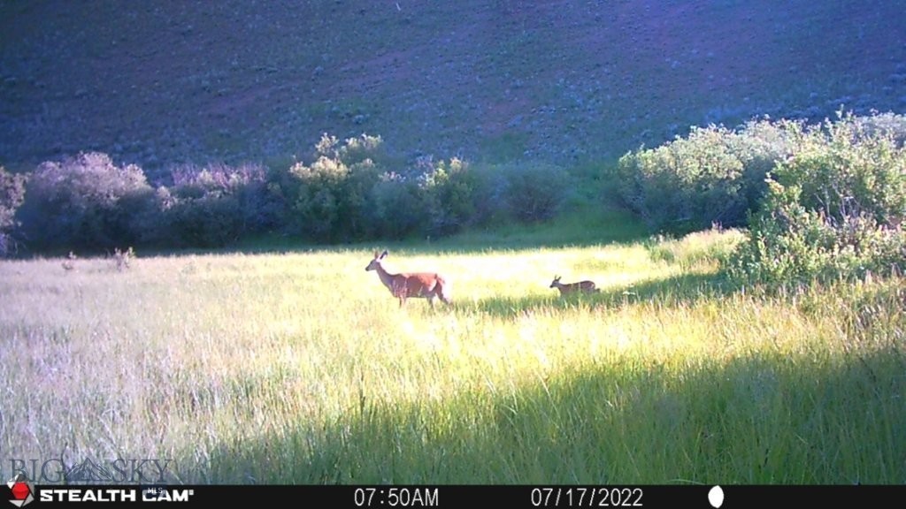 TBD Camp Creek Road, Melrose MT 59743
