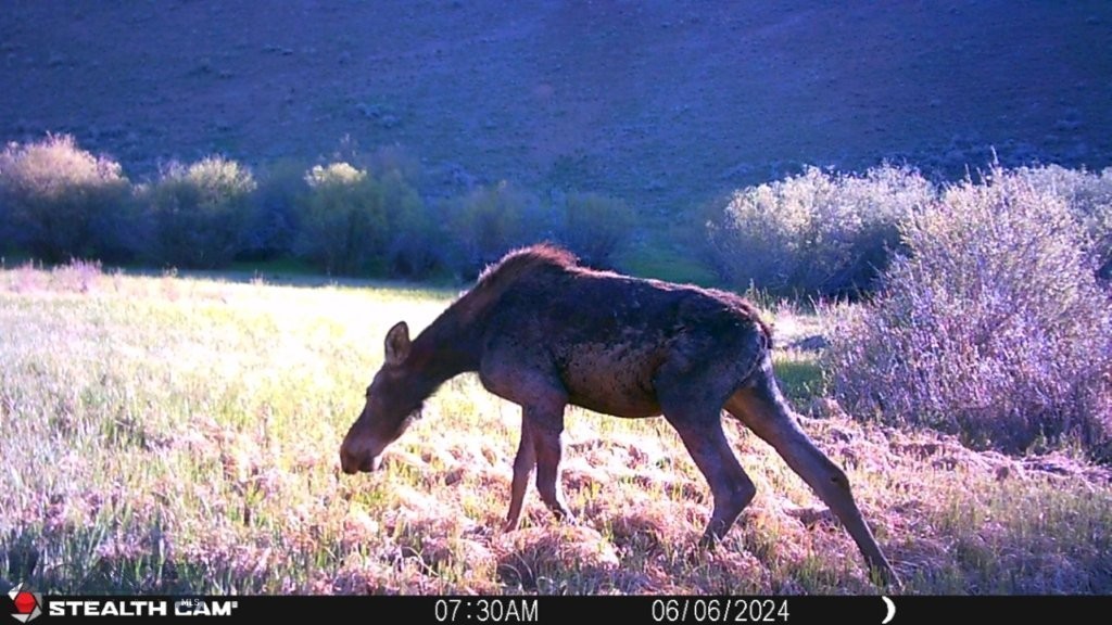 TBD Camp Creek Road, Melrose MT 59743