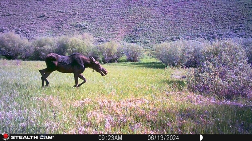 TBD Camp Creek Road, Melrose MT 59743