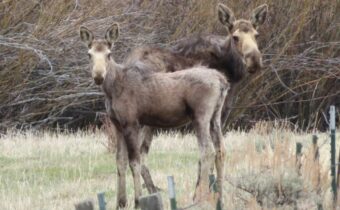 TBD Camp Creek Road, Melrose MT 59743