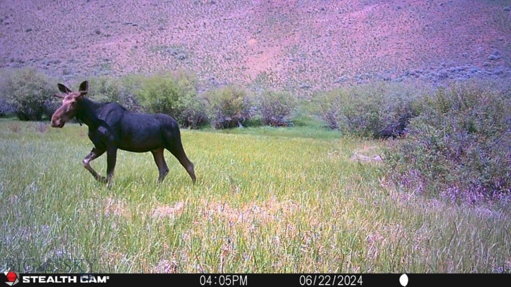 TBD Camp Creek Road, Melrose MT 59743