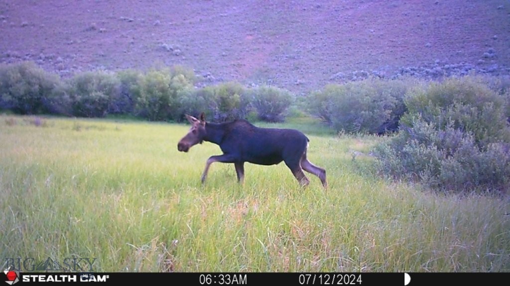 TBD Camp Creek Road, Melrose MT 59743
