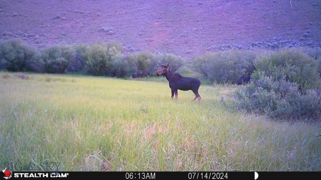 TBD Camp Creek Road, Melrose MT 59743