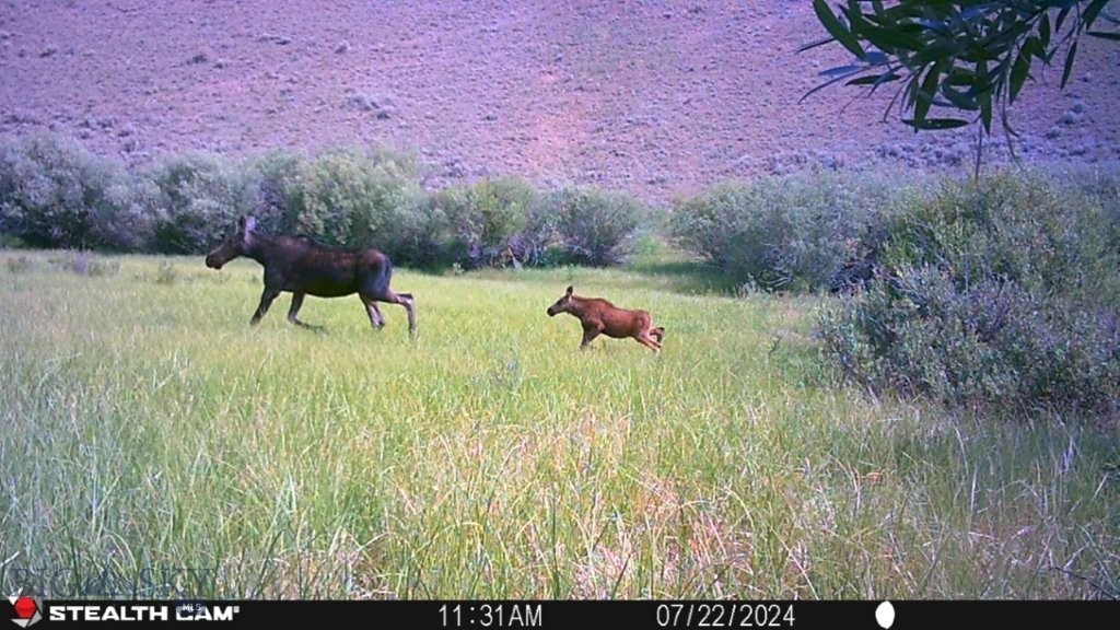 TBD Camp Creek Road, Melrose MT 59743