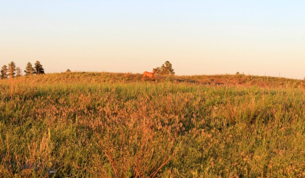 TBD Lone Rock Canyon Lane, Hysham MT 59076