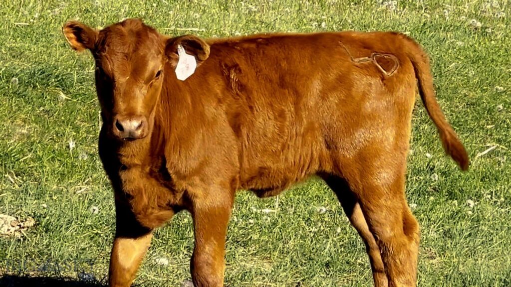 Lost Heart Ranch 234 N Ennis Lake Road, McAllister MT 59740