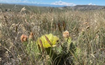 Lot 39 Gallatin River Ranch, Manhattan MT 59741
