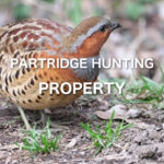 Partridge Hunting Property