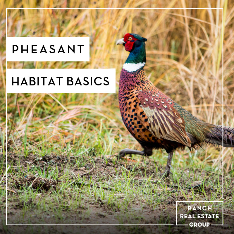Pheasant Habitat Basics Delger Real Estate Montana Ranches