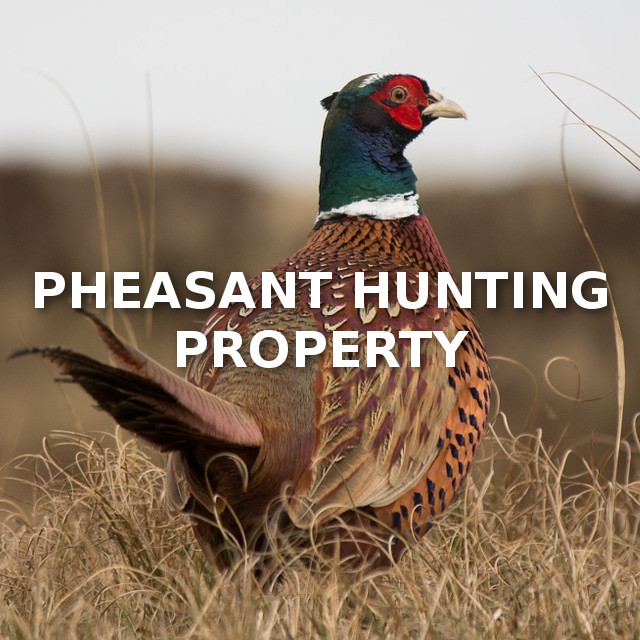 Pheasant Hunting Property DELGER REAL ESTATE MONTANA RANCHES