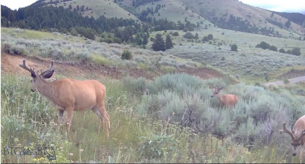 Springhill Vistas Ranch at Four Bar Ranches, Belgrade MT 59714