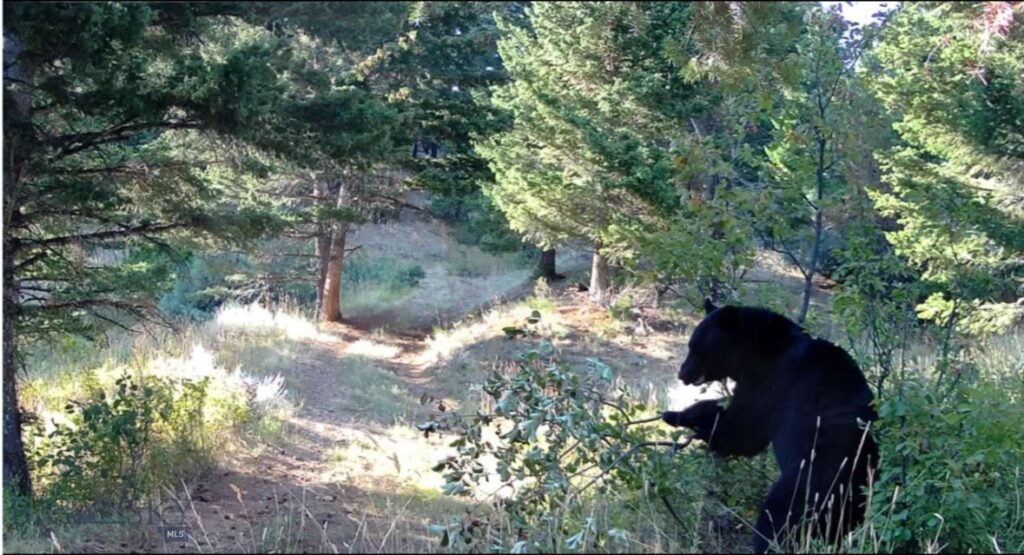 Springhill Vistas Ranch at Four Bar Ranches, Belgrade MT 59714