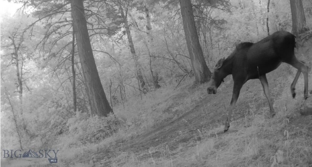 Springhill Vistas Ranch at Four Bar Ranches, Belgrade MT 59714