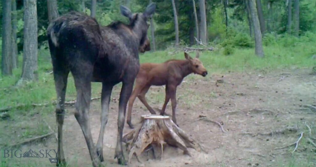 Springhill Vistas Ranch at Four Bar Ranches, Belgrade MT 59714