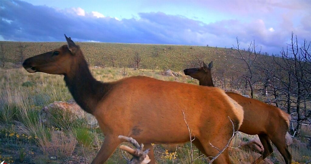 tbd Ranger Way, Red Lodge MT 59068