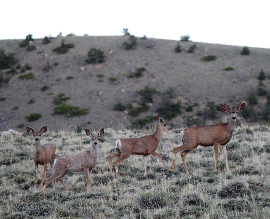 tbd Ranger Way, Red Lodge MT 59068