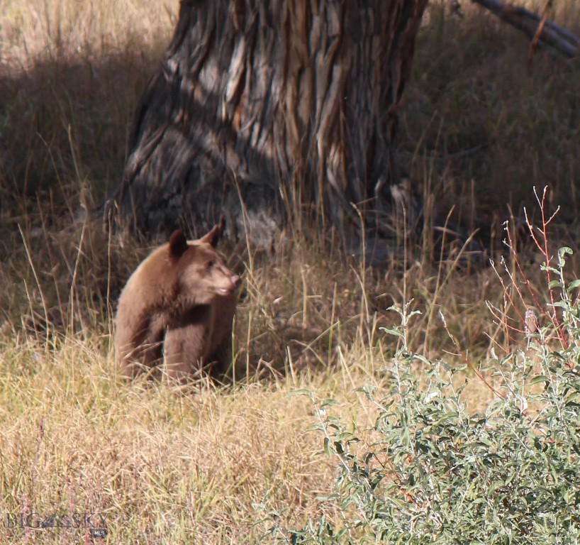 tbd Ranger Way, Red Lodge MT 59068