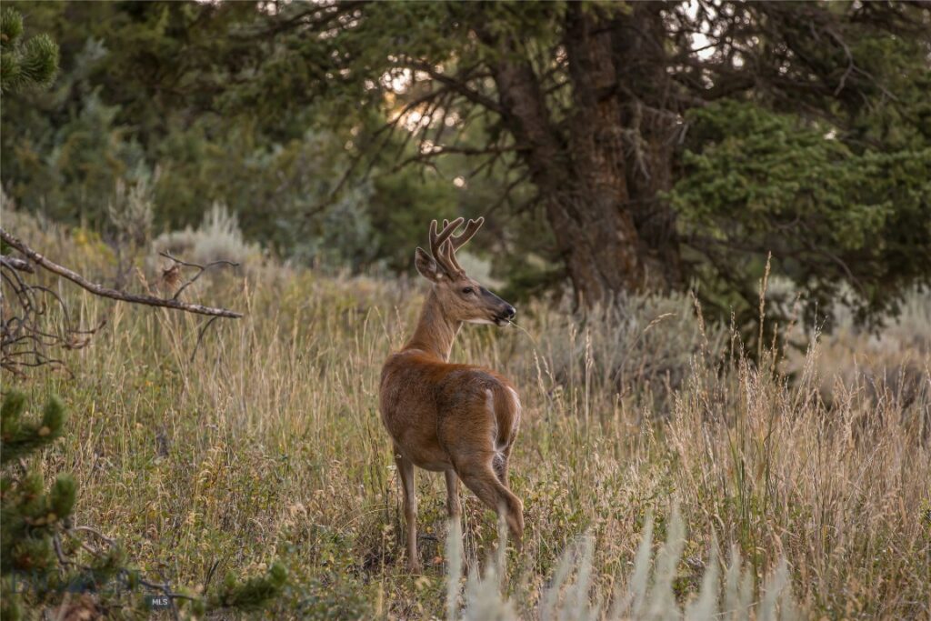 TBD Jack Creek Road, Moonlight Territory Parcel 5, Big Sky MT 59729