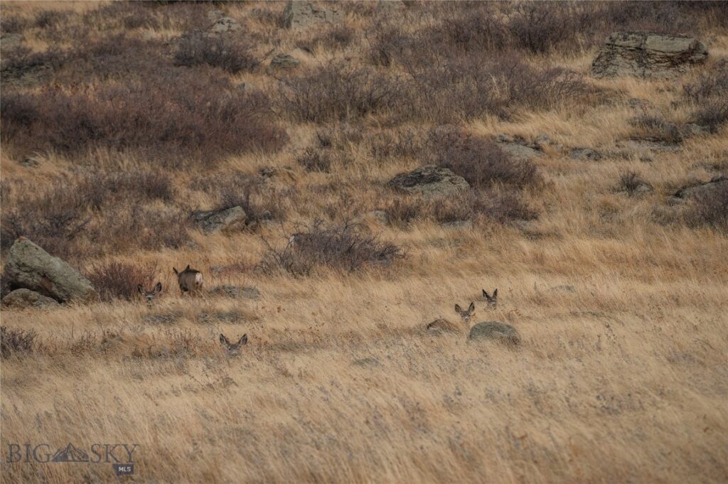 TBD Livingston Peak Road, Livingston MT 59047