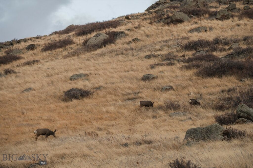 TBD Livingston Peak Road, Livingston MT 59047