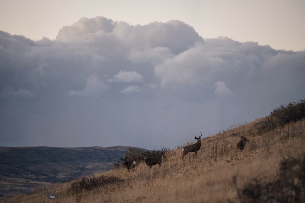 TBD Livingston Peak Road, Livingston MT 59047