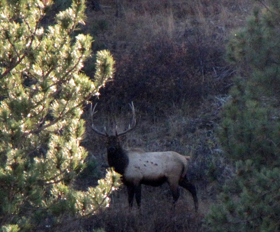 TBD Lone Rock Canyon Lane, Hysham MT 59076