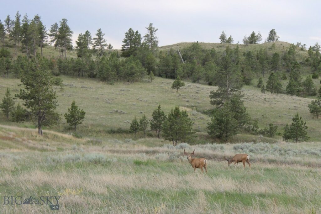 TBD Lone Rock Canyon Lane, Hysham MT 59076