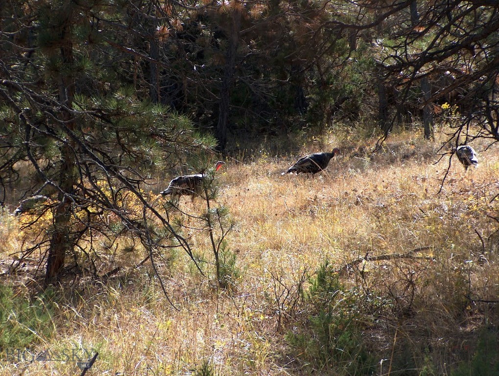 TBD Lone Rock Canyon Lane, Hysham MT 59076