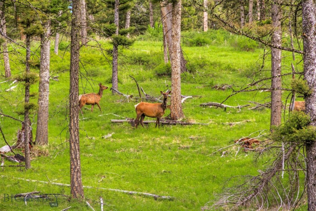 TBD Mol Heron Creek Road, Gardiner MT 59030