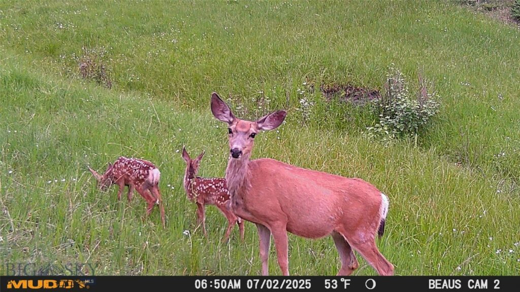 TBD Ruby Mine Road, Butte MT 59701