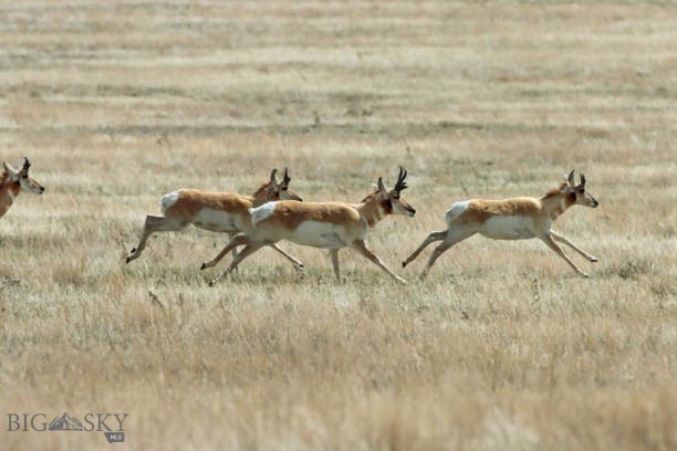 TBD Springhill Road and Penwell Bridge Road Roads, Belgrade MT 59714