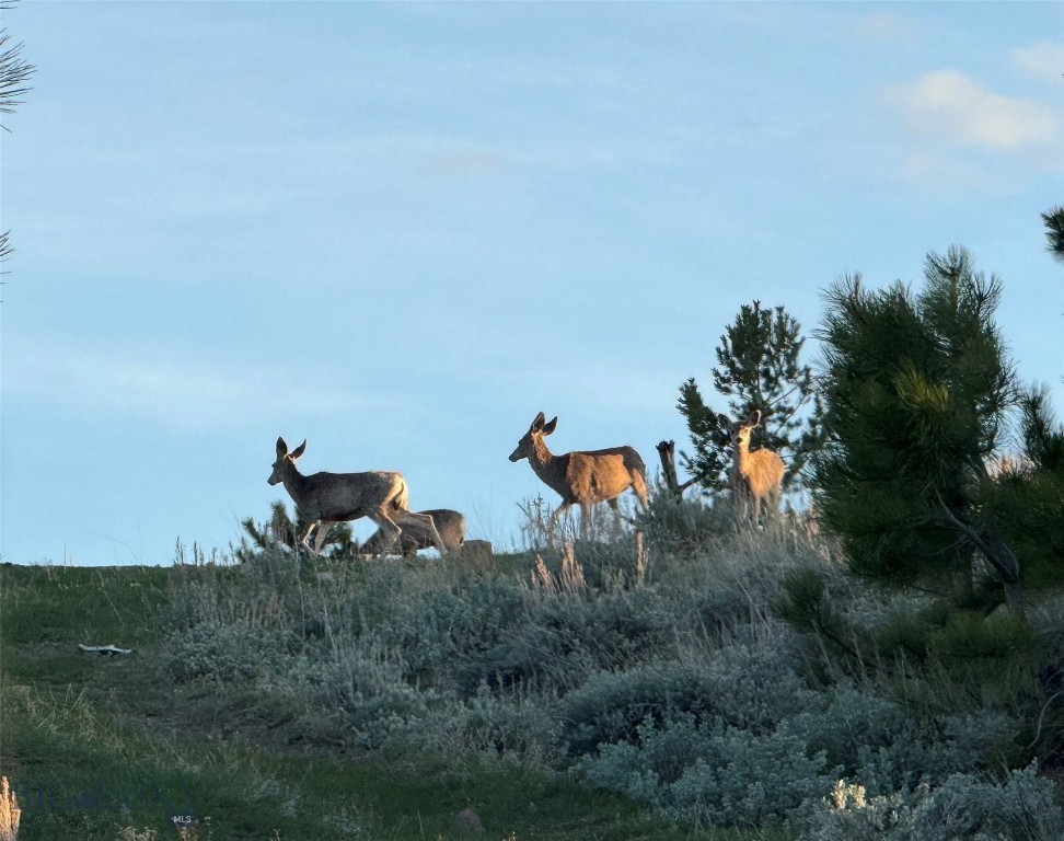 TBD TBD, Big Timber MT 59011