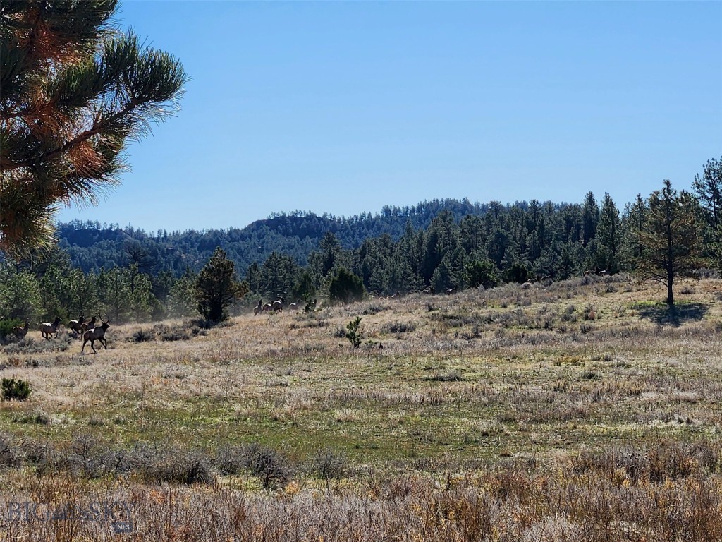 TBD TBD, Big Timber MT 59011