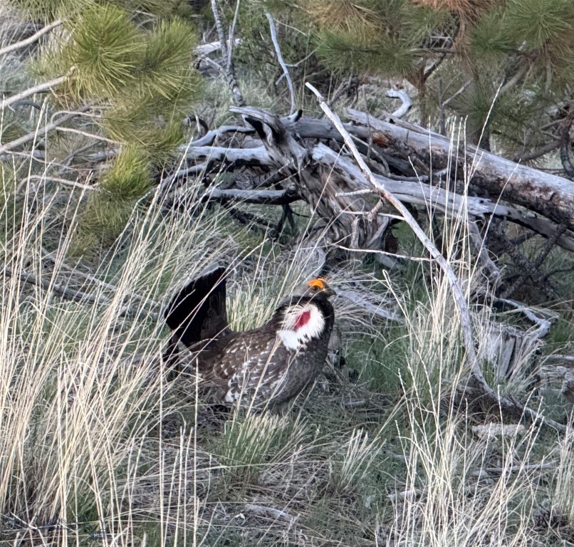 TBD TBD, Big Timber MT 59011