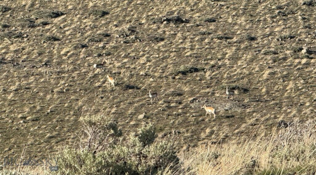 TBD TBD, Big Timber MT 59011