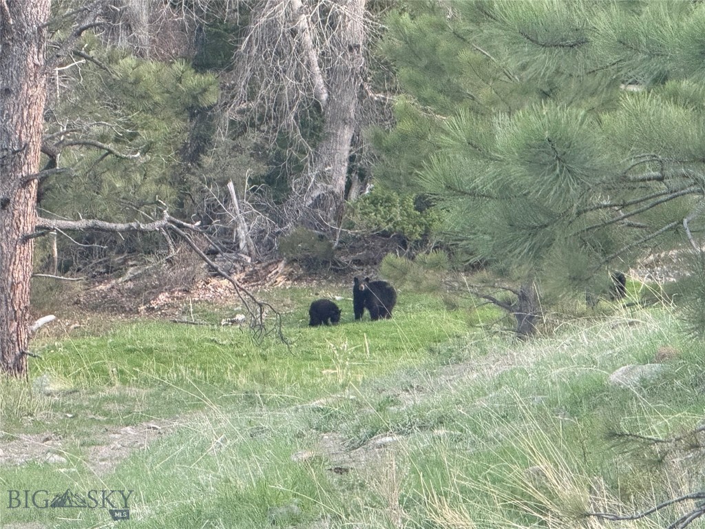 TBD TBD, Big Timber MT 59011