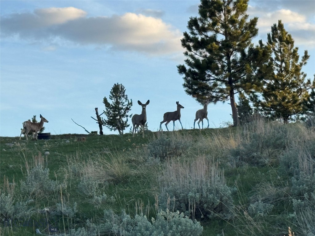 TBD TBD, Big Timber MT 59011