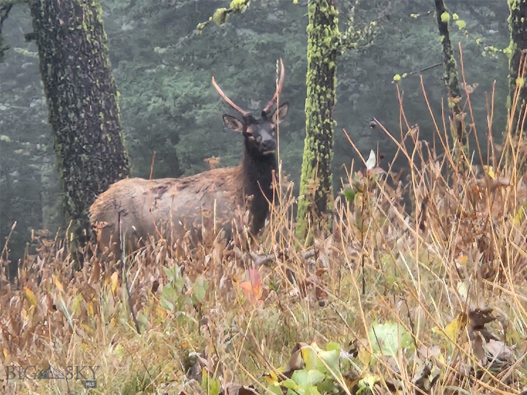 TBD TBD, Big Timber MT 59011