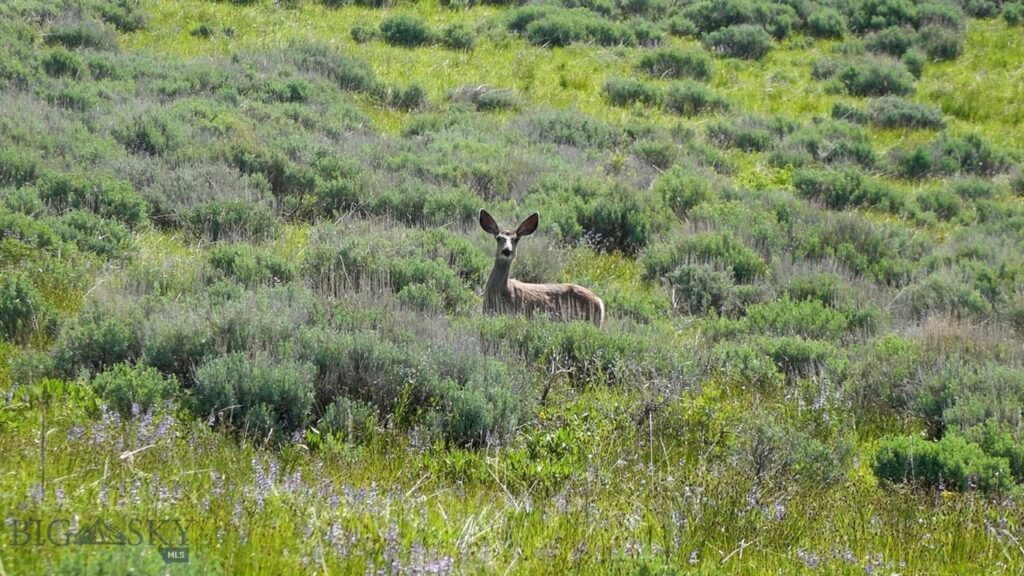 TBD Willow Creek N Fork Road, Livingston MT 59047