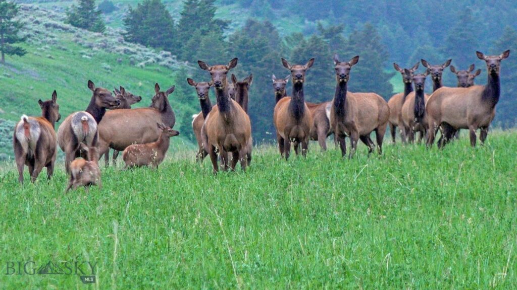 TBD Willow Creek N Fork Road, Livingston MT 59047