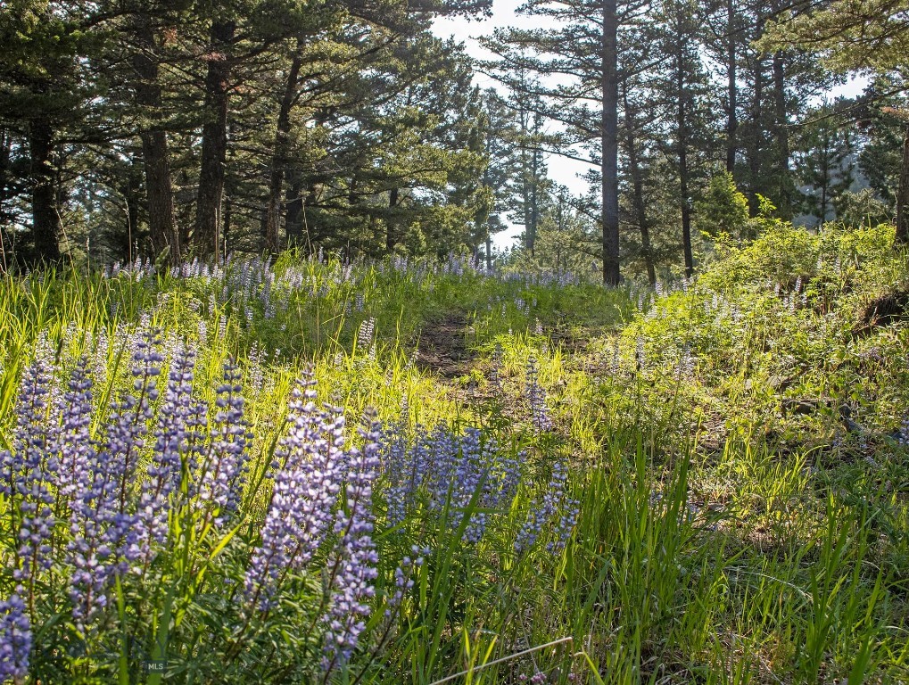 TBD Willow Creek N Fork Road, Livingston MT 59047